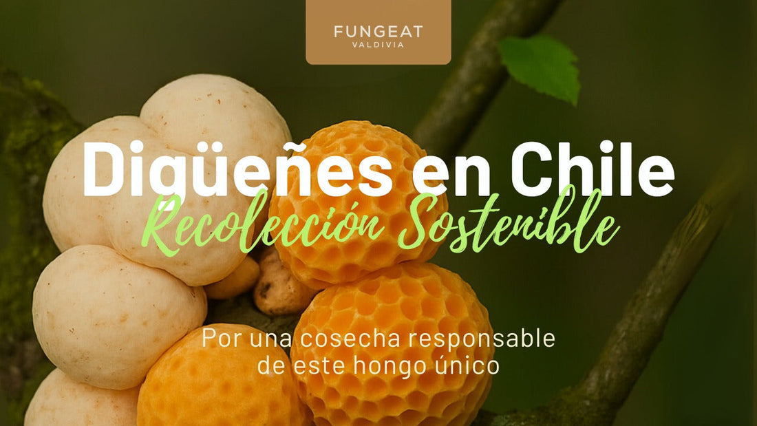 Digüeñes en Chile