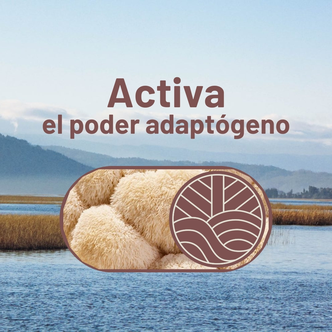Pack Café Claridad con Hongo Melena de León + Ebooks + Envío gratis