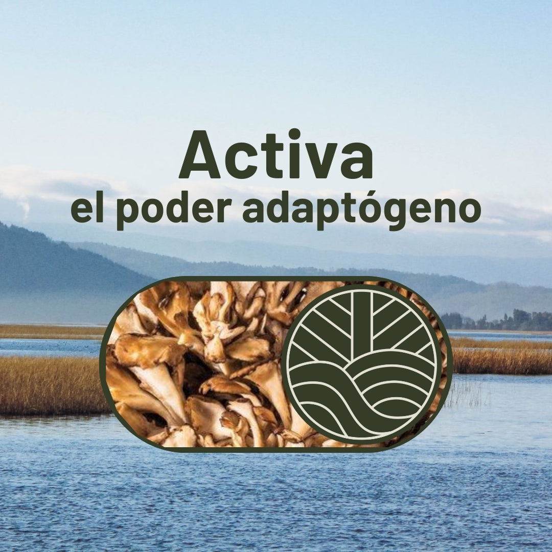 Café Armonía con hongo Maitake 250g