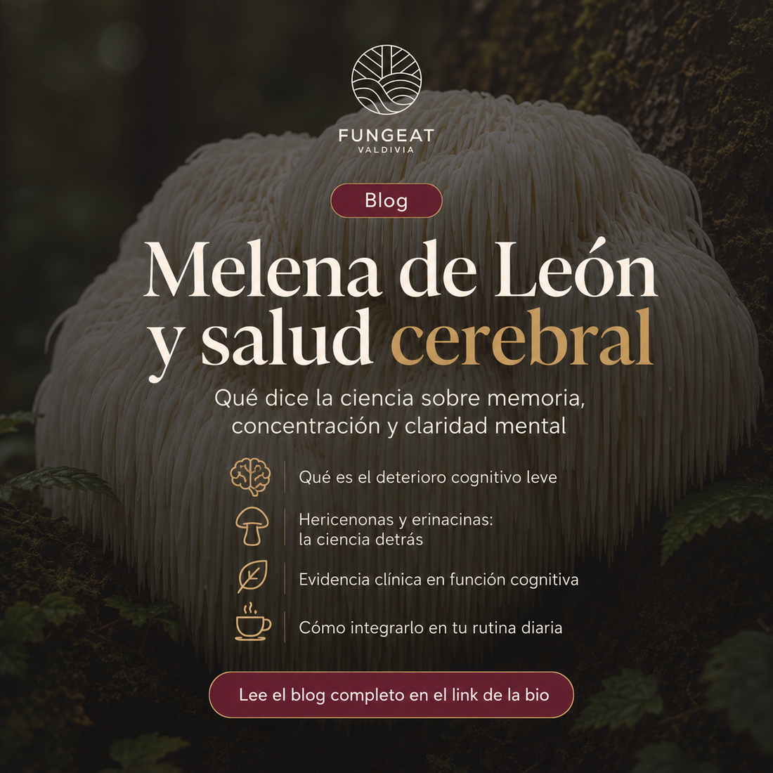 Melena de León y salud cerebral: qué dice la ciencia sobre memoria, concentración y deterioro cognitivo leve
