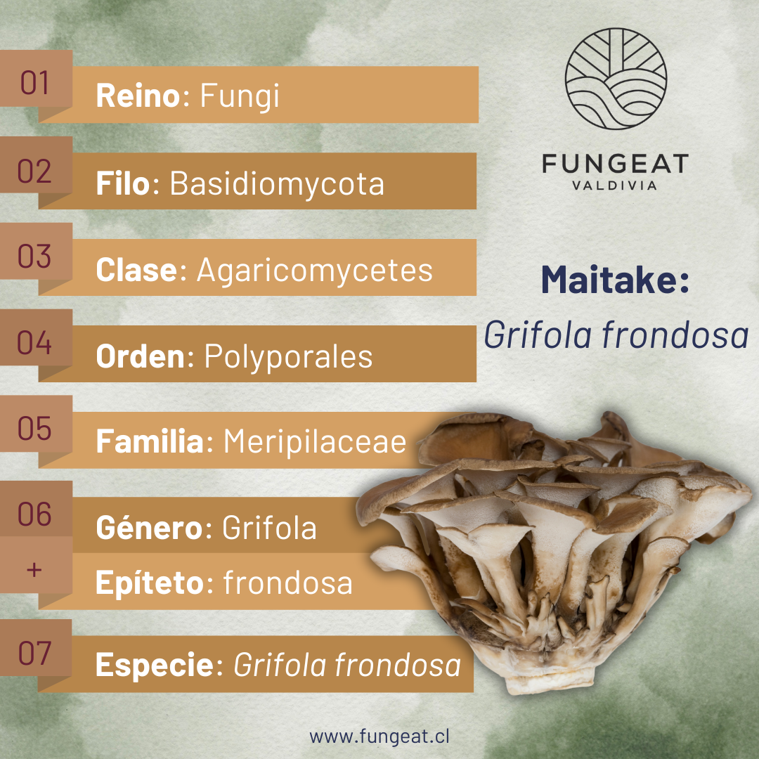 Maitake grifola frondosa