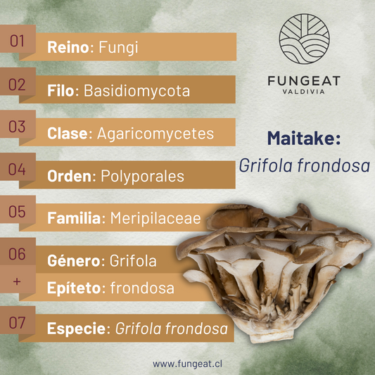 Maitake grifola frondosa