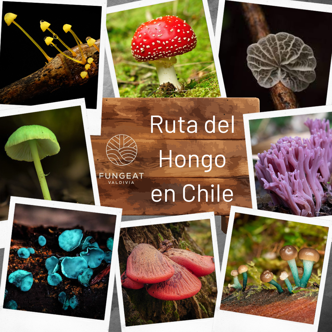 ruta del hongo en chile