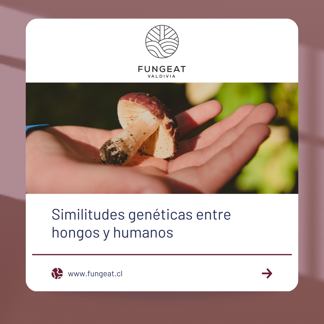 similitudes geneticas entre hongos y humanos