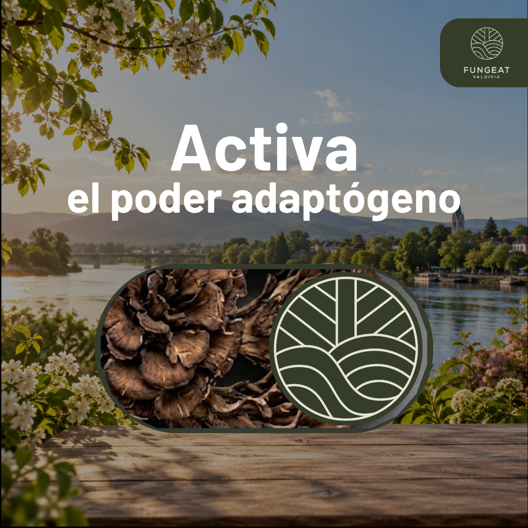 Drip Armonía Con Maitake 10g