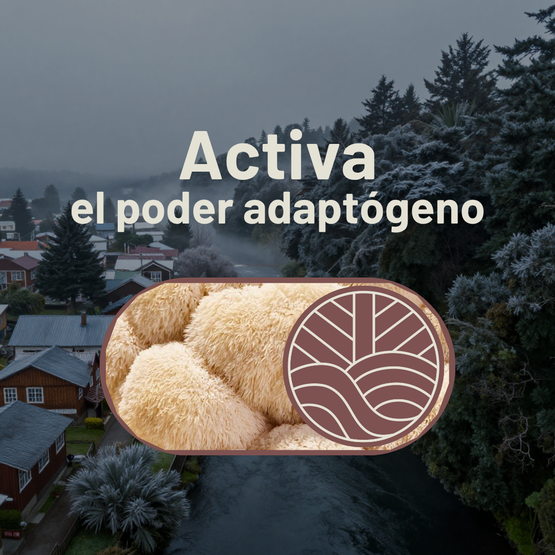 Pack Full Rendimiento con Hongo Melena de León
