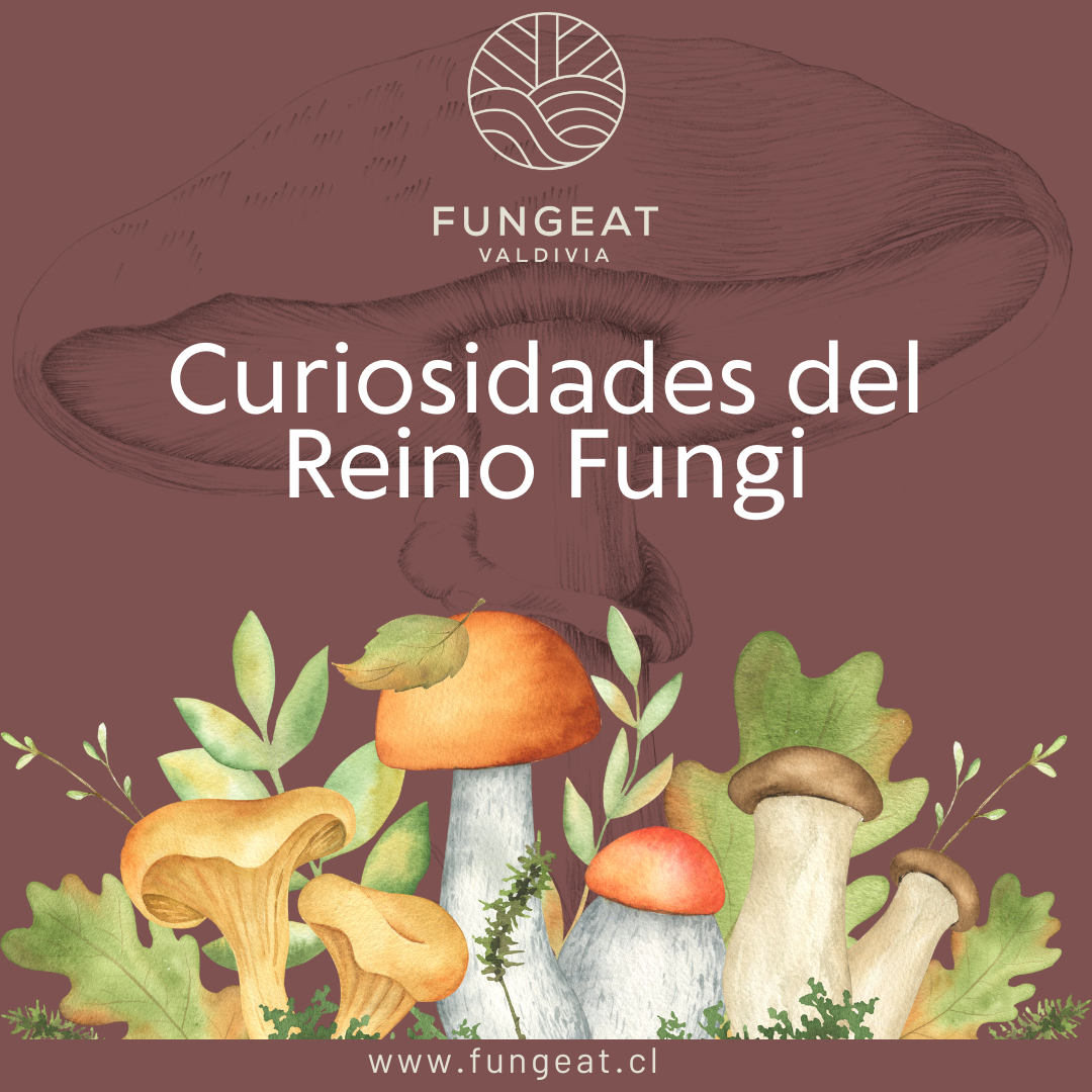 Curiosidades del Reino Fungi