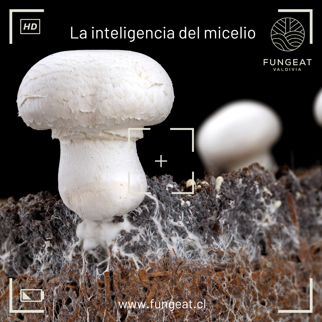 La inteligencia del micelio