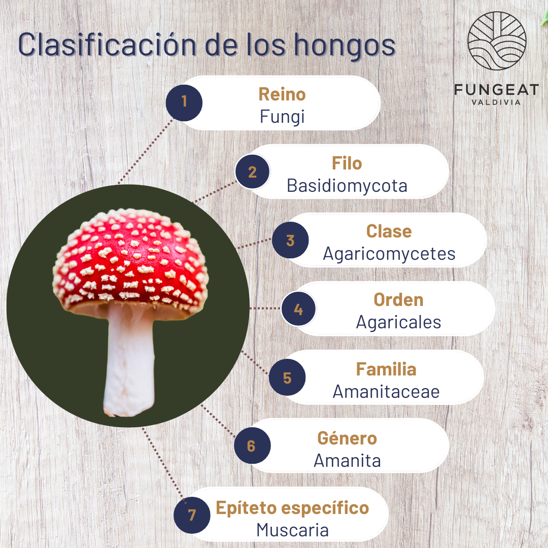 Clasificación de los hongos