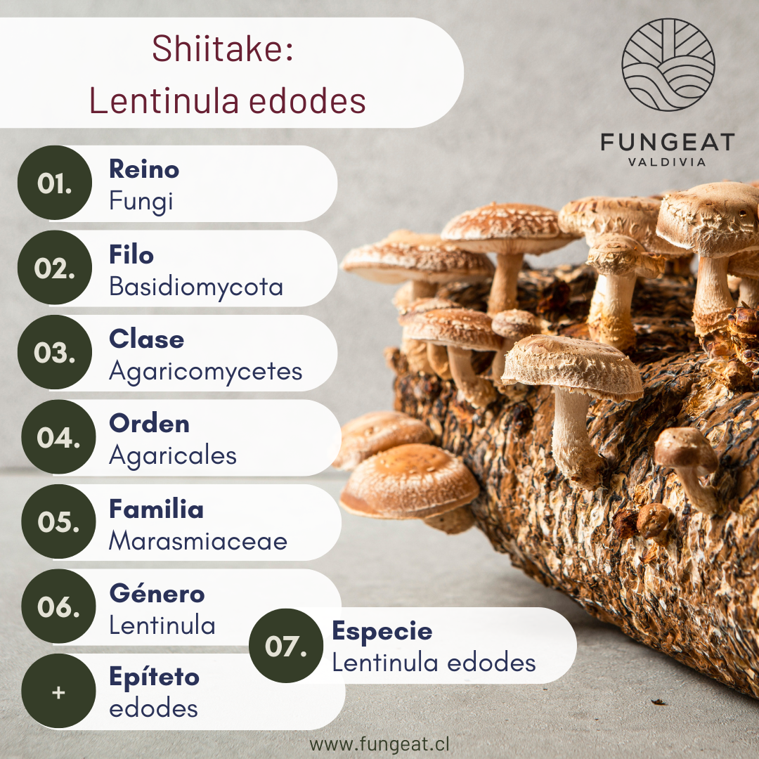 Shiitake Lentinula edodes